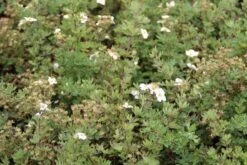 Ganzerik (Potentilla Fruticosa 'Abbotswood') 25 Ganzerik (Potentilla Fruticosa 'Abbotswood') -Tuinplanten Winkel potentilla fruticosa abbotswood 2