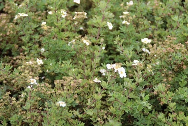 Ganzerik (Potentilla Fruticosa 'Abbotswood') 8 Ganzerik (Potentilla Fruticosa 'Abbotswood') - Afbeelding 6