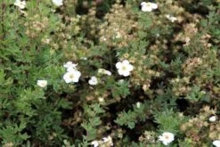 Ganzerik (Potentilla Fruticosa 'Abbotswood') 32 Ganzerik (Potentilla Fruticosa 'Abbotswood') -Tuinplanten Winkel potentilla fruticosa abbotswood 3