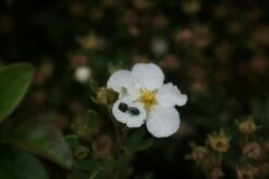 Ganzerik (Potentilla Fruticosa 'Abbotswood') 28 Ganzerik (Potentilla Fruticosa 'Abbotswood') -Tuinplanten Winkel potentilla fruticosa abbotswood 4