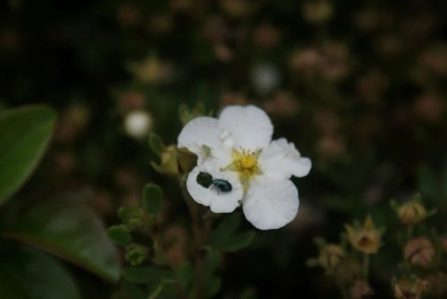 Ganzerik (Potentilla Fruticosa 'Abbotswood') 11 Ganzerik (Potentilla Fruticosa 'Abbotswood') - Afbeelding 9