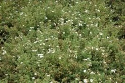 Ganzerik (Potentilla Fruticosa 'Abbotswood') 30 Ganzerik (Potentilla Fruticosa 'Abbotswood') -Tuinplanten Winkel potentilla fruticosa abbotswood 5