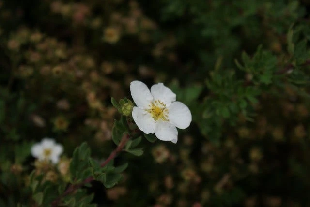Ganzerik (Potentilla Fruticosa 'Abbotswood') 10 Ganzerik (Potentilla Fruticosa 'Abbotswood') - Afbeelding 8