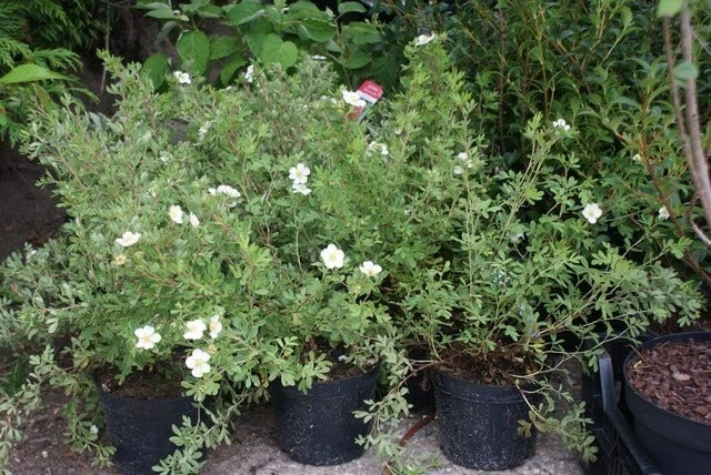 Ganzerik (Potentilla Fruticosa 'Abbotswood') 12 Ganzerik (Potentilla Fruticosa 'Abbotswood') - Afbeelding 10