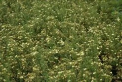 Ganzerik (Potentilla Fruticosa 'Limelight') 13 Ganzerik (Potentilla Fruticosa 'Limelight') -Tuinplanten Winkel potentilla fruticosa limelight 1