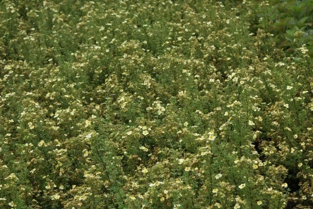 Ganzerik (Potentilla Fruticosa 'Limelight') 8 Ganzerik (Potentilla Fruticosa 'Limelight') - Afbeelding 6