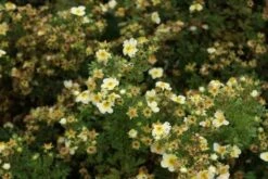 Ganzerik (Potentilla Fruticosa 'Limelight') 10 Ganzerik (Potentilla Fruticosa 'Limelight') -Tuinplanten Winkel potentilla fruticosa limelight 2