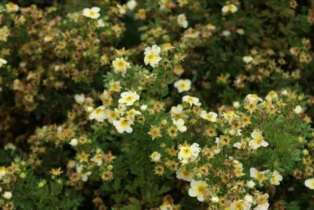 Ganzerik (Potentilla Fruticosa 'Limelight') 5 Ganzerik (Potentilla Fruticosa 'Limelight') - Afbeelding 3