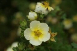 Ganzerik (Potentilla Fruticosa 'Limelight') 12 Ganzerik (Potentilla Fruticosa 'Limelight') -Tuinplanten Winkel potentilla fruticosa limelight 3