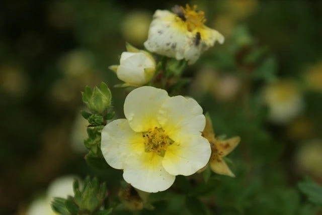 Ganzerik (Potentilla Fruticosa 'Limelight') 7 Ganzerik (Potentilla Fruticosa 'Limelight') - Afbeelding 5