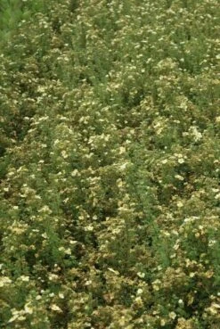 Ganzerik (Potentilla Fruticosa 'Limelight') 11 Ganzerik (Potentilla Fruticosa 'Limelight') -Tuinplanten Winkel potentilla fruticosa limelight 4