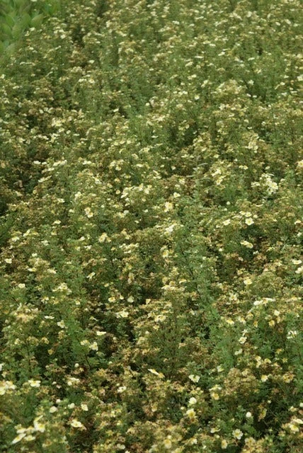 Ganzerik (Potentilla Fruticosa 'Limelight') 6 Ganzerik (Potentilla Fruticosa 'Limelight') - Afbeelding 4