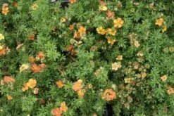 Ganzerik (Potentilla Fruticosa 'Red Ace') -Tuinplanten Winkel potentilla fruticosa red ace