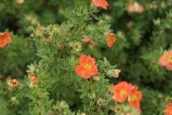 Ganzerik (Potentilla Fruticosa 'Red Ace') -Tuinplanten Winkel potentilla fruticosa red ace 1