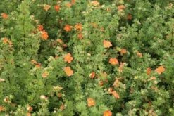 Ganzerik (Potentilla Fruticosa 'Red Ace') -Tuinplanten Winkel potentilla fruticosa red ace 2