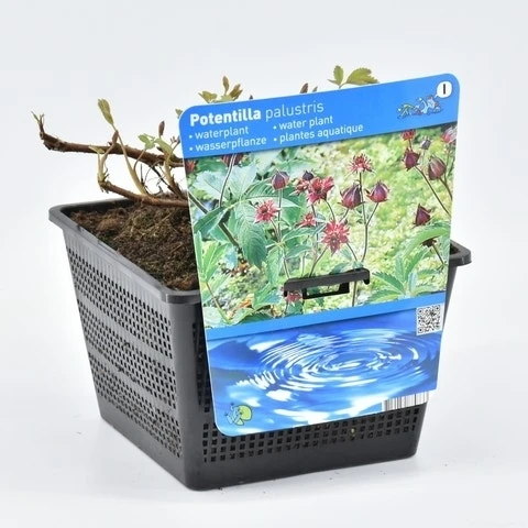 Wateraardbei (Potentilla Palustris) 4 Wateraardbei (Potentilla Palustris) - Afbeelding 2