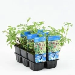 Wateraardbei (Potentilla Palustris) 11 Wateraardbei (Potentilla Palustris) -Tuinplanten Winkel potentilla palustris 20180425113415