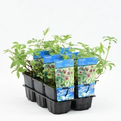 Wateraardbei (Potentilla Palustris) 5 Wateraardbei (Potentilla Palustris) - Afbeelding 3