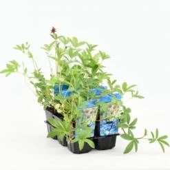 Wateraardbei (Potentilla Palustris) 13 Wateraardbei (Potentilla Palustris) -Tuinplanten Winkel potentilla palustris 20180510111019 m 10690