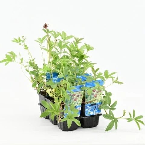 Wateraardbei (Potentilla Palustris) 7 Wateraardbei (Potentilla Palustris) - Afbeelding 5