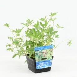 Wateraardbei (Potentilla Palustris) 12 Wateraardbei (Potentilla Palustris) -Tuinplanten Winkel potentilla palustris 20180510113603 m 12950