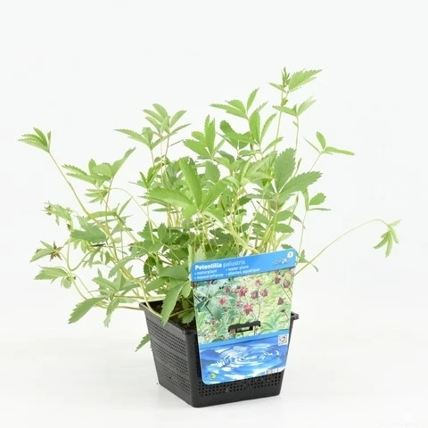 Wateraardbei (Potentilla Palustris) 6 Wateraardbei (Potentilla Palustris) - Afbeelding 4