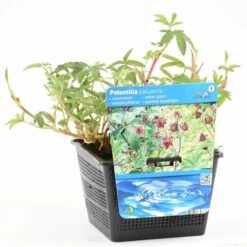 Wateraardbei (Potentilla Palustris) 14 Wateraardbei (Potentilla Palustris) -Tuinplanten Winkel potentilla palustris s e 12950 p18
