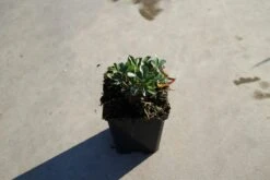 Ganzerik (Potentilla Tridentata 'Nuuk') -Tuinplanten Winkel potentilla tridentata nuuk 6