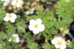 Ganzerik (Potentilla Fruticosa 'Abbotswood') 35 Ganzerik (Potentilla Fruticosa 'Abbotswood') -Tuinplanten Winkel pottentilla fruticosa abbotswood 1