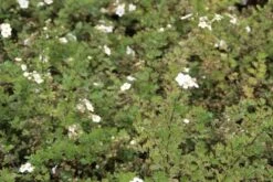 Ganzerik (Potentilla Fruticosa 'Abbotswood') 34 Ganzerik (Potentilla Fruticosa 'Abbotswood') -Tuinplanten Winkel pottentilla fruticosa abbotswood 2