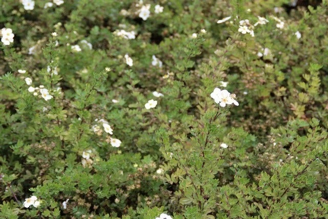 Ganzerik (Potentilla Fruticosa 'Abbotswood') 17 Ganzerik (Potentilla Fruticosa 'Abbotswood') - Afbeelding 15