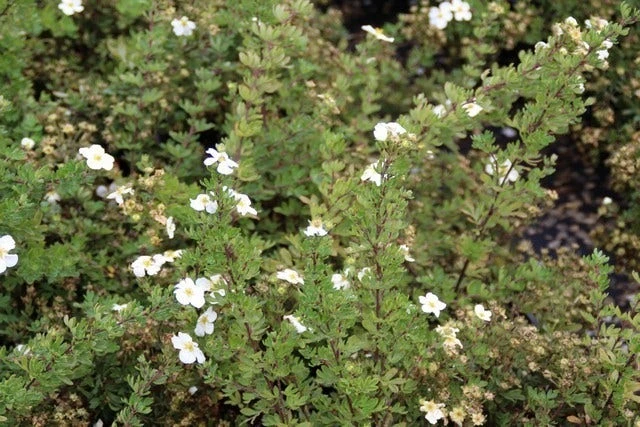 Ganzerik (Potentilla Fruticosa 'Abbotswood') 16 Ganzerik (Potentilla Fruticosa 'Abbotswood') - Afbeelding 14