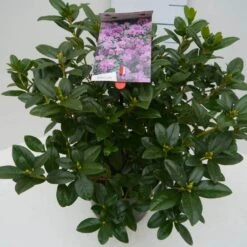 Vroegbloeiende Rhododendron (Rhododendron 'Praecox') 9 Vroegbloeiende Rhododendron (Rhododendron 'Praecox') -Tuinplanten Winkel praecox c4 zij