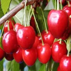 Kersenboom (Prunus Avium 'Hedelfinger Riesenkirsche') -Tuinplanten Winkel prahries 3