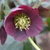 Nieskruid (Helleborus Orientalis 'Pretty Ellen Red') -Tuinplanten Winkel pretty ellen red 8
