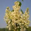 Sering (Syringa Vulgaris 'Primrose') -Tuinplanten Winkel primrose