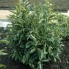 Laurier (Prunus Laurocerasus 'Reynvaanii') -Tuinplanten Winkel prlreynv 2