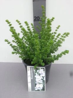 Prostanthera (Prostanthera Cuneata) 12 Prostanthera (Prostanthera Cuneata) -Tuinplanten Winkel prostanthera cuneata