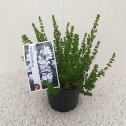 Prostanthera (Prostanthera Cuneata) 15 Prostanthera (Prostanthera Cuneata) -Tuinplanten Winkel prostanthera cuneata 1