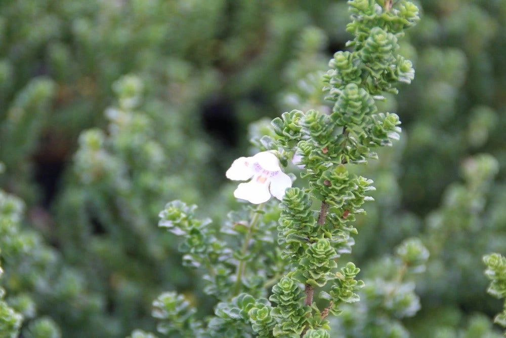 Prostanthera (Prostanthera Cuneata) 4 Prostanthera (Prostanthera Cuneata) - Afbeelding 2