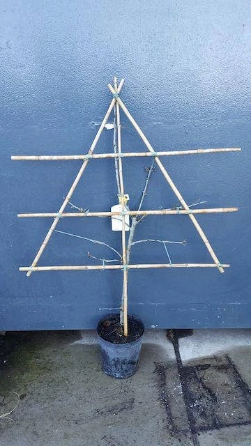 Lei-Pruim (Prunus Domestica 'Ontario') 4 Lei-Pruim (Prunus Domestica 'Ontario') - Afbeelding 2