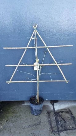 Lei-Pruim (Prunus Domestica 'Mirabelle De Nancy') 7 Lei-Pruim (Prunus Domestica 'Mirabelle De Nancy') -Tuinplanten Winkel pruim lei 1 8