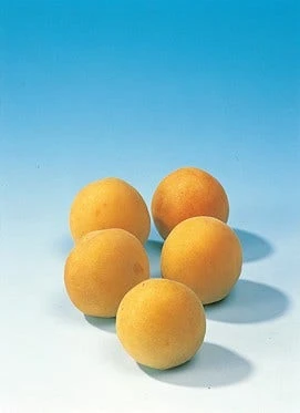 Pruimenboom (Prunus Domestica 'Mirabelle De Nancy') 5 Pruimenboom (Prunus Domestica 'Mirabelle De Nancy') - Afbeelding 3