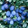 Pruimenboom (Prunus Domestica 'Damson') 2 Pruimenboom (Prunus Domestica 'Damson') -Tuinplanten Winkel prunud damson