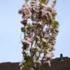 Japanse Sierkers Als Zuilboom (Prunus Serrulata 'Amanogawa') 2 Japanse Sierkers Als Zuilboom (Prunus Serrulata 'Amanogawa') -Tuinplanten Winkel prunus amanogawa zuilsierkers lm01