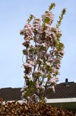 Japanse Sierkers Als Zuilboom (Prunus Serrulata 'Amanogawa')