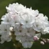 Japanse Sierkers Als Struik (Prunus Serrulata 'Amanogawa') 2 Japanse Sierkers Als Struik (Prunus Serrulata 'Amanogawa') -Tuinplanten Winkel prunus amanogawa zuilsierkersv01