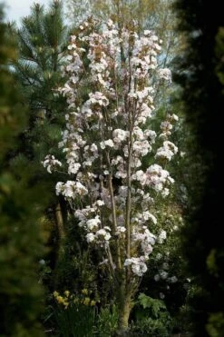 Japanse Sierkers Als Zuilboom (Prunus Serrulata 'Amanogawa') -Tuinplanten Winkel prunus amanogawav03