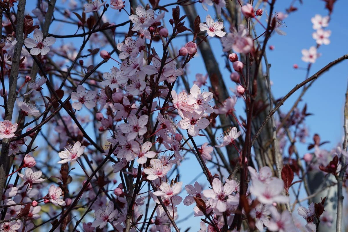 Rode Kerspruim Als Dakboom (Prunus Cerasifera 'Nigra') 4 Rode Kerspruim Als Dakboom (Prunus Cerasifera 'Nigra') - Afbeelding 2