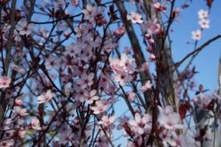 Rode Kerspruim Als Leiboom (Prunus Cerasifera 'Nigra' ) -Tuinplanten Winkel prunus cerasifera bloei lm02 1